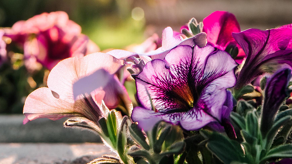 Emsland Blumenerde mit Guano kaufen Hochbeeterden für das ökologische Gärtnern